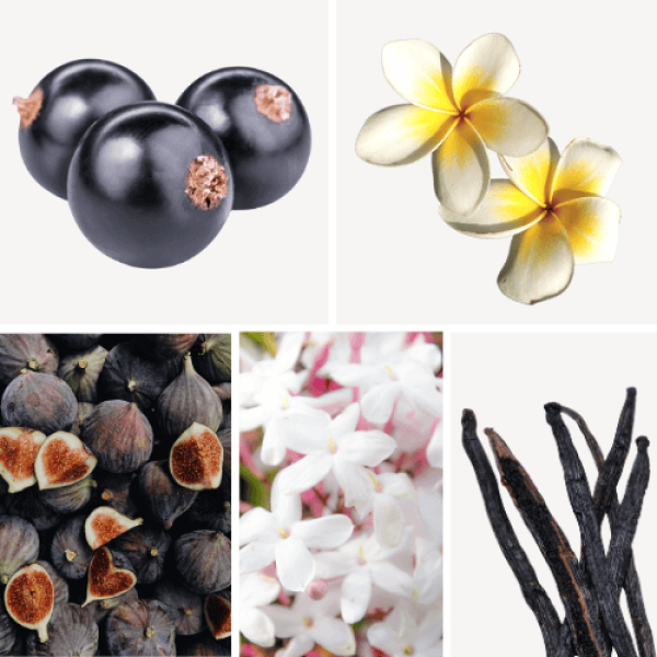 Duftnoten: schwarze Johannisbeere, Frangipani, Feige, Jasmin, Vanille